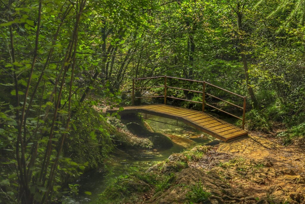 pexels-photo-34302045-34302045 A serene wooden bridge crossing a small stream in a vibrant green forest. Perfect for nature and travel themes.